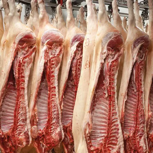 Duroc d'Olives karkassen